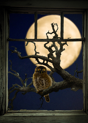 Owl in spooky tree looking in through the window.
